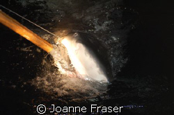 SHARKS. Dr. Sam Gruber and his scientific associates catc... by Joanne Fraser 